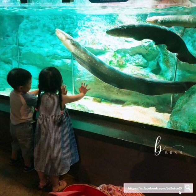 韓國自由行｜首爾COEX水族館。近三成站